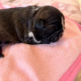 Alberta - Black brindle and white female Boston Terrier puppy in Leonard, Kentucky from Bluegrass Boston Terriers