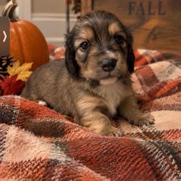 Walter (English Shaded Cream and will lighten to a cream) - Cream male Dachshund puppy in Janesville, California from Elysian Creek Doxies