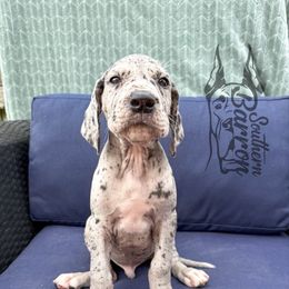 Banshee - Merle male Great Dane puppy in Prairieville, Louisiana from Southern Barron Danes & Dachshunds