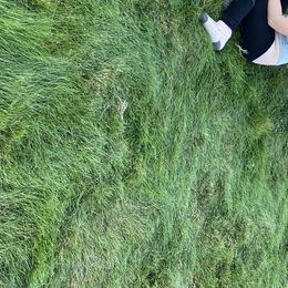 English Springer Spaniel and Labrador Retriever Puppies from Brae Kennels