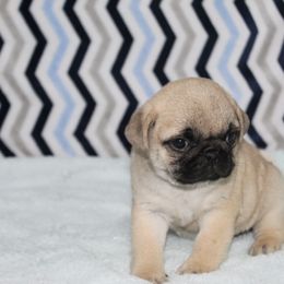 Bouncer - Fawn male Pug puppy in Tuscola, Illinois from Dream on puppies