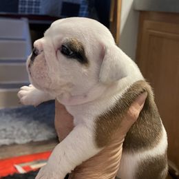 Bulldogs and Saint Bernards from Tiffany Foust's St. Bernards and Bulldogs