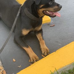 Corona - Rottweiler