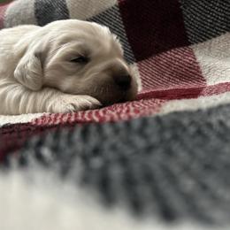 Hagrid -b4 - Light golden male Golden Retriever puppy in Holly, Michigan from Nina's Golden hour