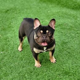 Sarge - French Bulldog
