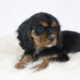 Molly - Cavalier King Charles Spaniel