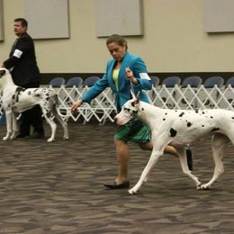 Great Dane All Grown Up from KindleFire Great Danes