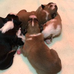 Border Collie Puppies from Burke BC’s