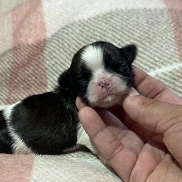 Sunny x Loveë Boy - Tricolor male Shih Tzu puppy in Central, California from Ling Ling’s Shih Tzu