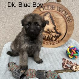Dk. Blue Boy - Sable male German Shepherd puppy in Columbus, Mississippi from Olde Wolfe German Shepherds