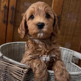River - Red  male Goldendoodle puppy in Gilbert, Arizona from Doodle Bliss