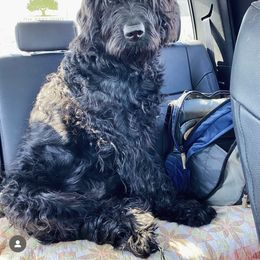 Newfoundland, Newfypoo, and Sheepadoodle All Grown Up from Sweet Creek Pups