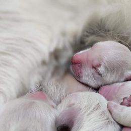 Girl - 4th Pick - Light golden female Golden Retriever puppy in Citrus Heights, California from NorCalGoldens