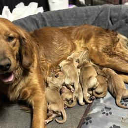Golden Retriever puppies from Golden Penny AZ