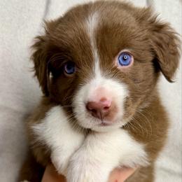 Hank - Brown and white male Aussiedoodle puppy in Seguin, Texas from Navarro Royal Pups