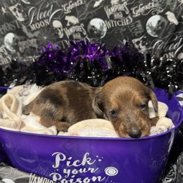 Bowser - Dapple male Dachshund puppy in Choctaw, Oklahoma from Danica’s Dachshunds