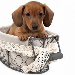 Sentry - Red male Dachshund puppy in Florida from Barkvenger Dachshunds