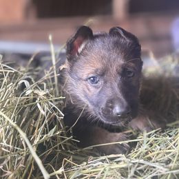 Red Collar - Sable female German Shepherd puppy in Mc Loud, Oklahoma from Hilbun Family Kennels