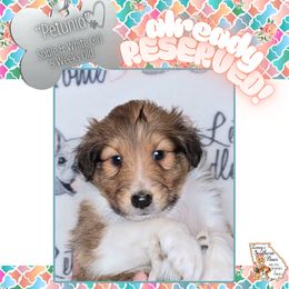 Girl 1 - Petunia - Sable and white female Shetland Sheepdog puppy in Elberton, Georgia from Ioney's Southern Paws Shelties, Frenchies, and Yorkies
