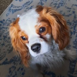 FYNN - Cavalier King Charles Spaniel