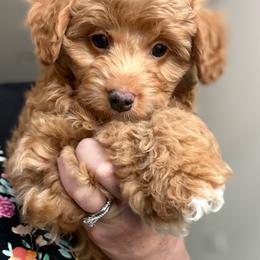 Waylon - Apricot male Aussiedoodle puppy in Arizona from Coats of Many Colors LLC