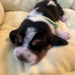 Crow - Black and white male Basset Hound puppy in Bremerton, Washington from Over the Rainbow Basset Hounds