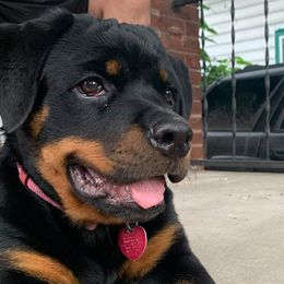 Rottweilers from Spicer Out of the Cage Rottweilers