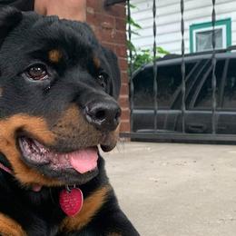 Rottweilers from Spicer Out of the Cage Rottweilers