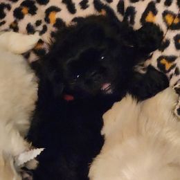 Pekingese Puppies from Heather's Pekingese