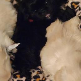 Pekingese Puppies from Heather's Pekingese