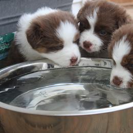 Australian Shepherd Puppies from Starlit Grove Australian Shepherds