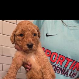 Puppy 3 - Black male Poodle puppy in Rialto, California from Boston & Sky