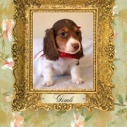Dachshund Puppies from Vibrant Eyes Doxies