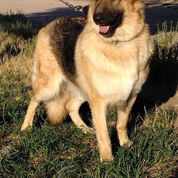 Bugs - Black and tan female German Shepherd puppy in Cochise, Arizona from Freiheit Von Himmel  Shepherds
