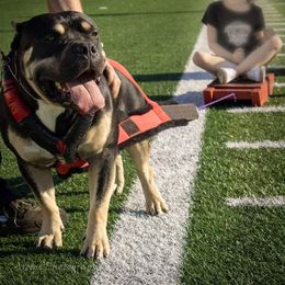 American Bully All Grown Up from ArK9 Capabulls