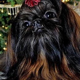 Ember - Shih Tzu