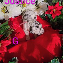 Justice - Harlequin female Great Dane puppy in Gainesville, Georgia from DeBruce Danes