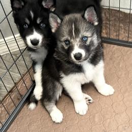 Siberian Husky Puppies from OAZS Pups