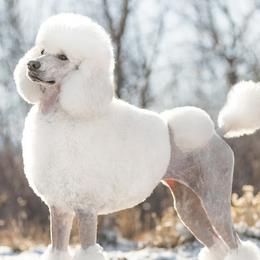 Poodles from Sage Valley