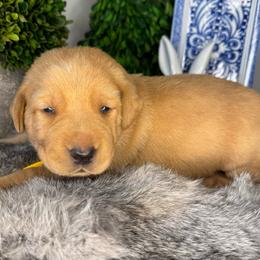 Yellow boy - Yellow male Labrador Retriever puppy in Plymouth, North Carolina from Duck Creek Kennels