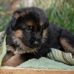 Blue (light blue collar) - Black and red male German Shepherd puppy in Ballston Spa, New York from Von Fahringer Shepherds