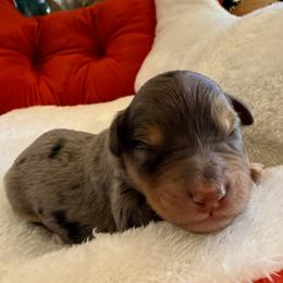 Boy 3 - male Bernedoodle puppy in Fallbrook, California from BFF Bernedoodles