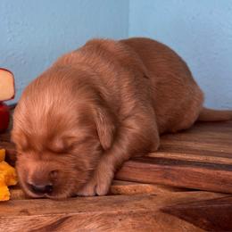 Manchego - Dark golden male Golden Retriever puppy in Eustis, Florida from Earley Goldens