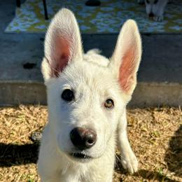 German Shepherd Puppies from PatriotPups.org