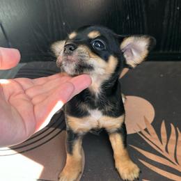 Tinker-bell - Black and tan female Chihuahua puppy in Alvord, Texas from Gift of Gods Favor