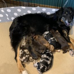 Aussiedoodle and Australian Shepherd Puppies from Homestead Aussies & Doodles