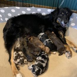 Aussiedoodle and Australian Shepherd Puppies from Homestead Aussies & Doodles