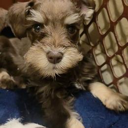Picasso - Liver male Miniature Schnauzer puppy in Panama City, Florida from Emerald Coast Schnauzers