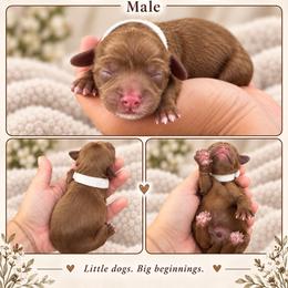 White - Apricot male Cavapoo puppy in Thorndale, Texas from Hattie’s Texas Cavapoos