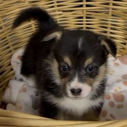 AKC Grey - Black and tan female Pembroke Welsh Corgi puppy in Summerfield, Florida from Promise Land Farm